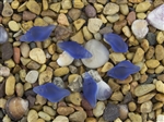 1 Sea Glass Mini Conch Shell Pendant - Light Sapphire