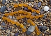 Strand of Sea Glass Nugget Beads - Hyacinth Orange