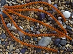 Strand of Sea Glass 6mm Round Beads - Tangerine Orange