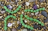 Strand of Sea Glass Small Nugget Beads - Opaque Spring Green