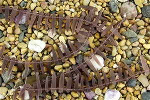 Strand of Sea Glass Tusk / Dagger Beads - Medium Amethyst