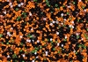 11/0 Toho and Miyuki Japanese Seed Beads - Classic Halloween Mix 2 #CM22