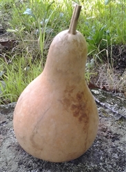 Lynne Andrews Pear shaped gourd