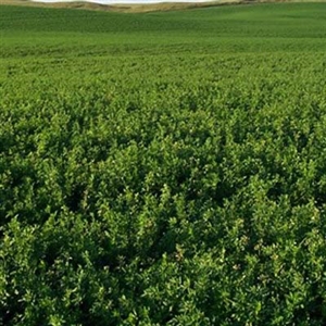 Ameristand 455TQ RR Alfalfa Seed - 50 Lbs.