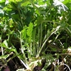 Appin Turnip Seed - 15 Lbs.