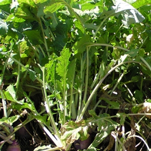 Appin Turnip Seed - 50 Lbs.