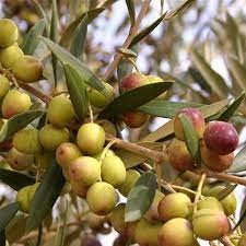 Arbequina Olive Tree 1 Gallon