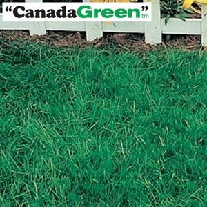 Canada Green Grass Seed