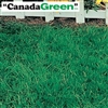 Canada Green Grass Seed