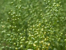 Camelina Seed (Celine) - 5 Lbs.