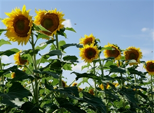 Clearfield Lonesome Dove Sunflower Seeds - 10 Lbs.