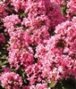 Crape Myrtle (Magic Coral)  - 1 Gallon