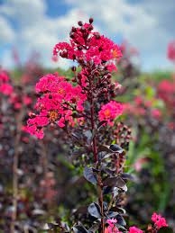 Crape Myrtle (Sunset Magic) Plant - 1 Gallon