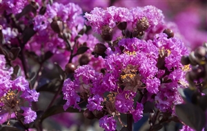 Black Diamond Crape Myrtle (Purely Purple)  - 1 Gallon