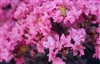 Black Diamond Crape Myrtle (Shell Pink) - 2.25 Gallon