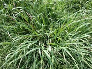 Dallis Grass Seed - 1 Lb.