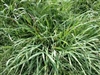 Dallis Grass Seed - 20 Lbs.