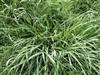 Dallis Grass Seed - 5 Lbs.