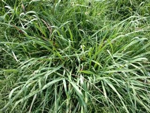 Dallis Grass Seed - 55 Lbs.