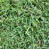 Floratam Grass Plugs - 1 Tray