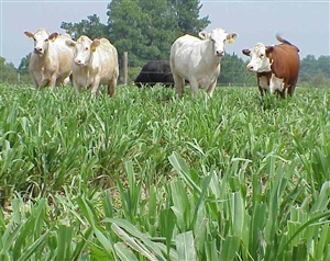 Hybrid Pearl Millet (Tifleaf 3) - 5 lbs.