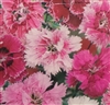 Pinks Dianthus Seed - 1 Packet