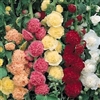 Hollyhock Chater's Double Mixed Colors Seed Heirloom - 1 Packet
