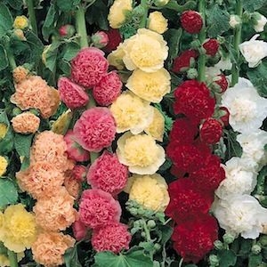 Hollyhock Chater's Double Mixed Colors Seed Heirloom - 1 Packet