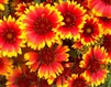 Indian Blanket Seeds (heirloom annual variety) - 1 packet