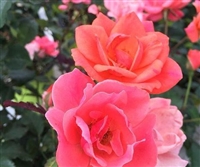 Knock Out Coral Roses - 1 Gallon