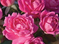 Knock Out Double Pink Roses - 1 Gallon