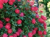 Knock Out Double Red Roses - 1 Gallon