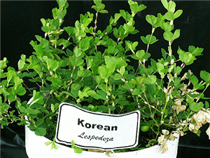 Korean Lespedeza Seed - 10 Lbs.