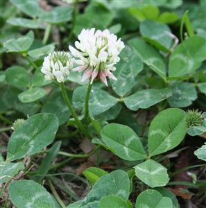 Louisiana S-1 White Clover Seed - 5 Lbs.