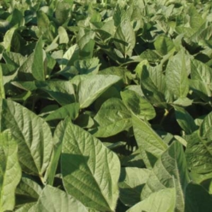 Laredo Soybean Seed - 5 Lbs.