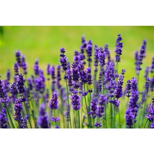 Lavender Flower Plant Mona - 1 Gallon