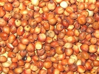 Milo Grain Sorghum Seed - 5 Lbs.