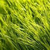 NUI Perennial Ryegrass Seed