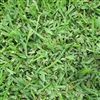 Palmetto Grass Plugs - 1 Tray