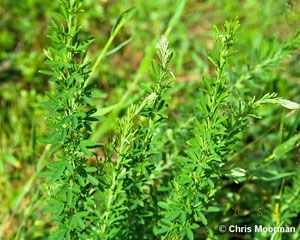 Sericea Lespedeza Seed (Hulled) - 10 Lbs.