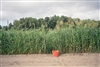 Sorghum Sudangrass Seed - 1 lb.