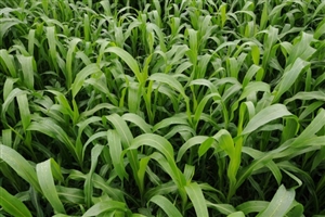 Sorghum Sudangrass Sugar Grazer II Seed - 1 Lb.