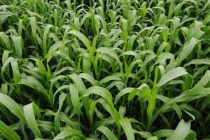 Sorghum Sudangrass Sugar Grazer II Seed - 20 lbs.