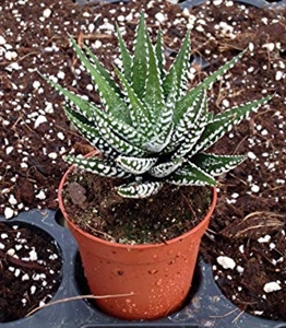 Zebra Plant Succulent - 2.5"