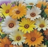 African Daisy Mixed Colors Seed - 1 Packet