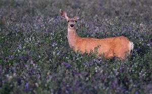 Alfalfa Food Plot Seed - 10 Lbs.