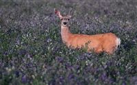 Alfalfa Food Plot Seed - 5 Lbs.