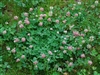 Alsike Clover Seed - 5 Lbs.