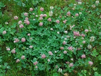 Alsike Clover Seed - 5 Lbs.