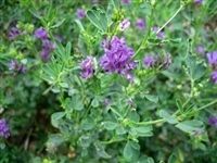 Ameristand 403T Alfalfa Seed - 5 Lbs.